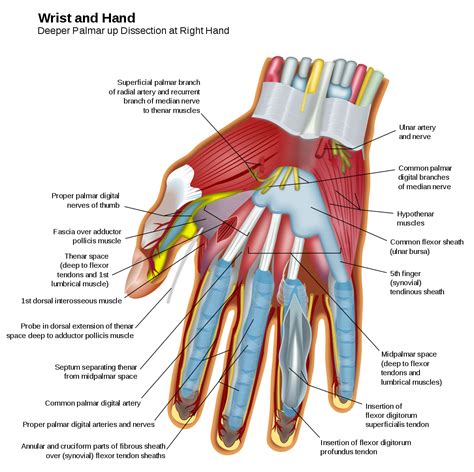 Anatomy of the Hand .